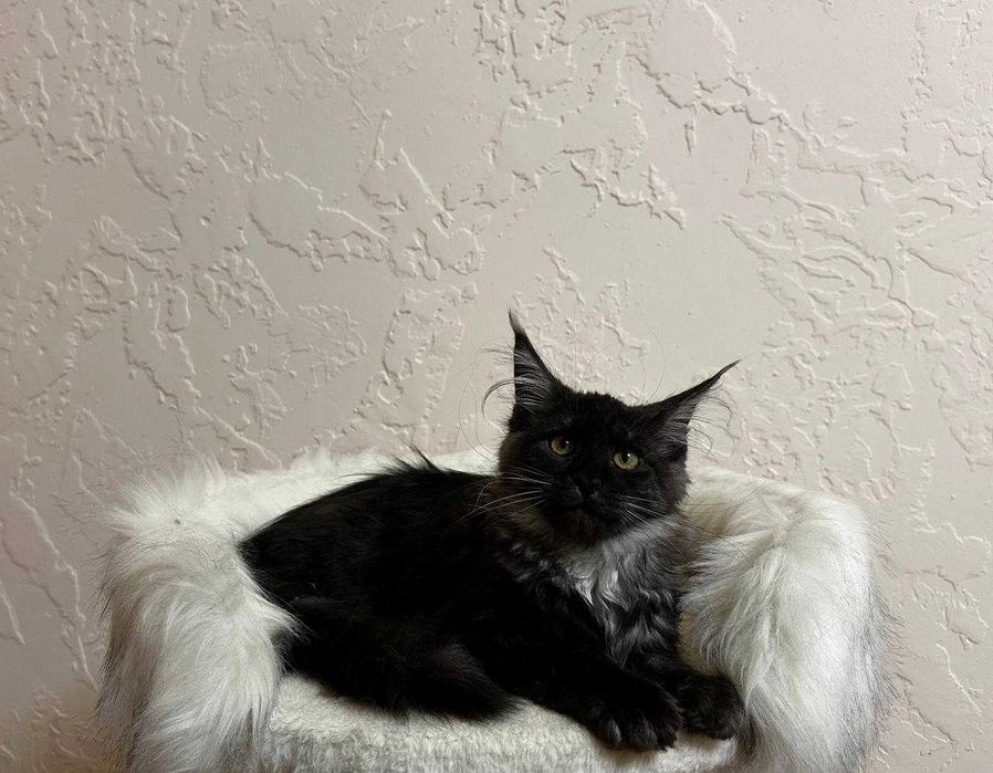 Продаются котята породы мейнкун
