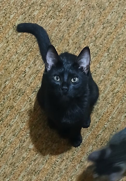 Отдам даром  домашний кот