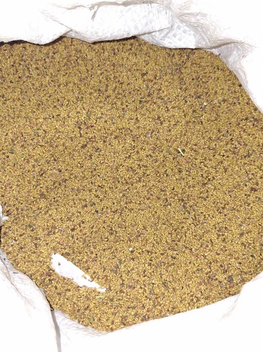 Vand Seminte Lucerna