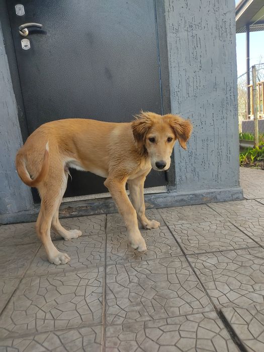 Собака в хорошие руки