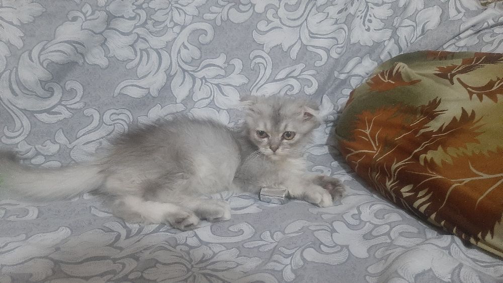 Продаётся   безлаушки  котята  3  месяца