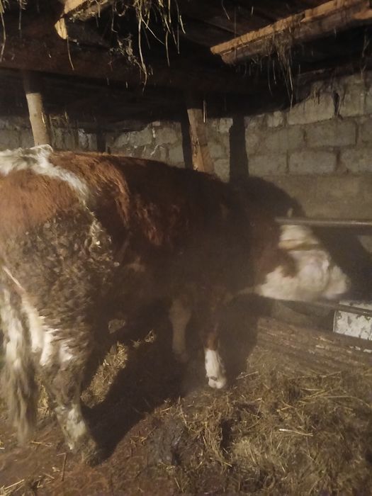 Продам быка на племя. Чистый симментал.