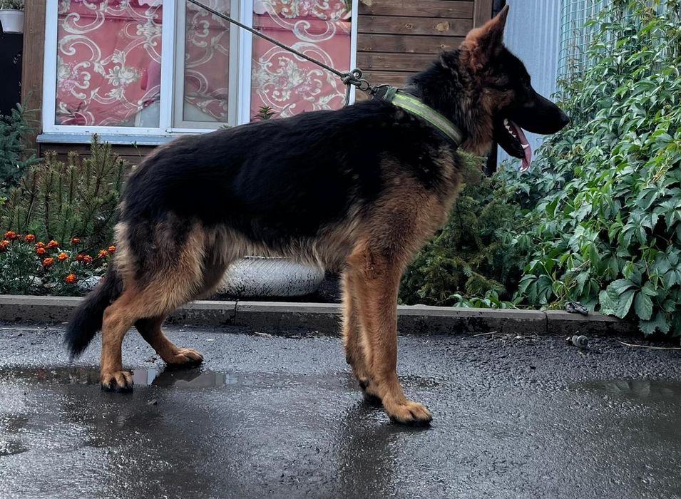 Продаются щенки 2 кабеля и 2 сучки