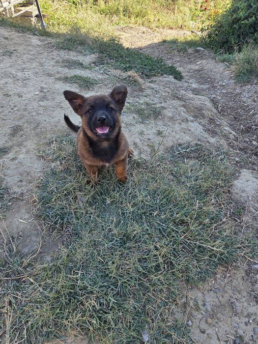 Donez pui- fete Malinois Metis