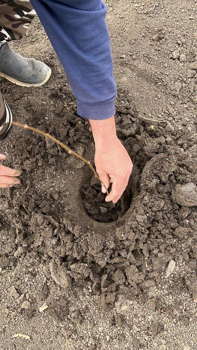 Puieți de salcâm frasin Paltin mesteacăn alb fag carpen cireș sălbatic