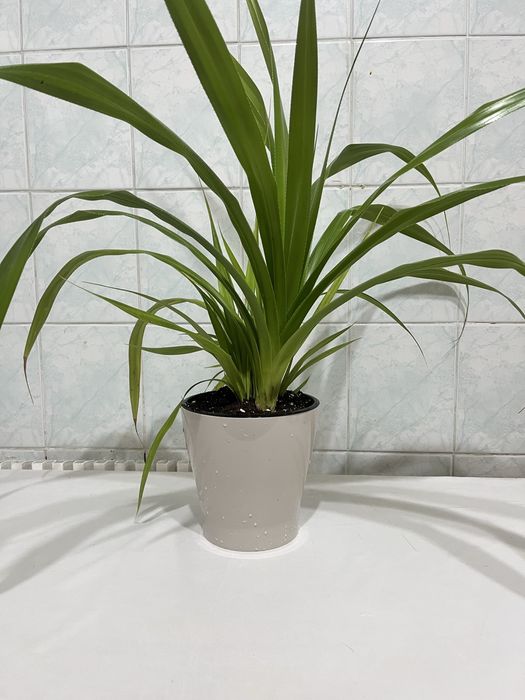 Гүл сатылады. Бағасы 2500 тг.