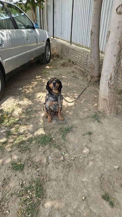 Бретонский эпаньоль сатылады