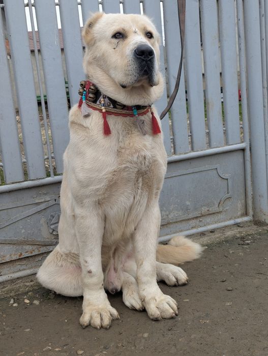 Vând mascul asia centrala