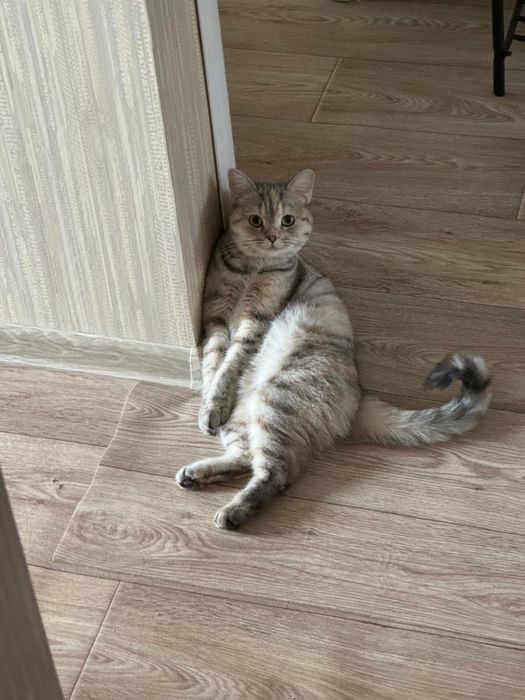 Продам шотландскую