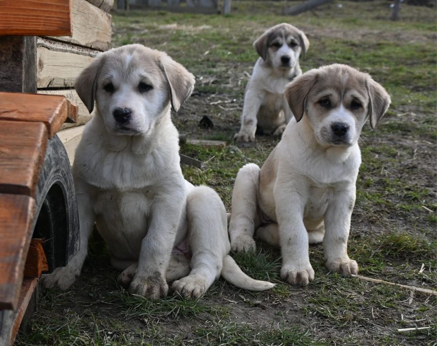 Ciobănesc de Asia Centrală
