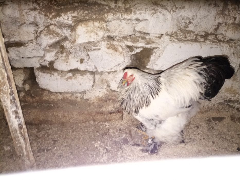 Oua de incubat brahma herminat deschis și brahma hdA