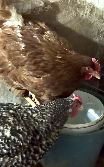 Разнопородные Курочки