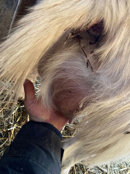 Vând capre cu iezi și care trebuie să fete