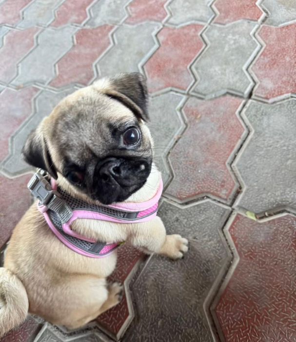 Чистокровная девочка мопс