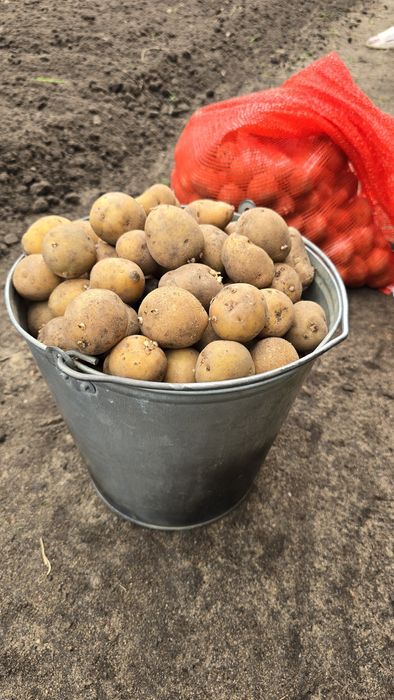 Семейной картофель