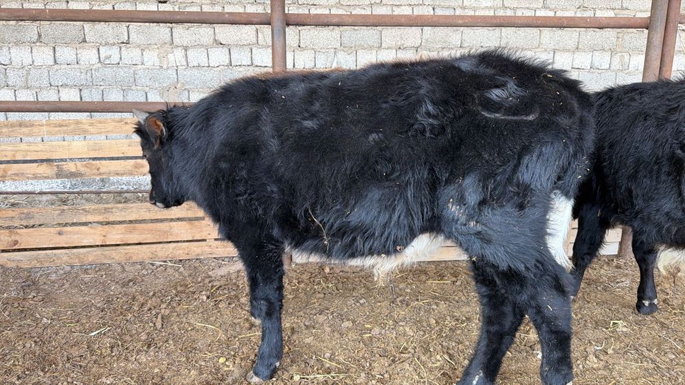 Бұқа екі бас сатылымда