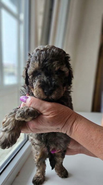 Щенки карликового пуделя