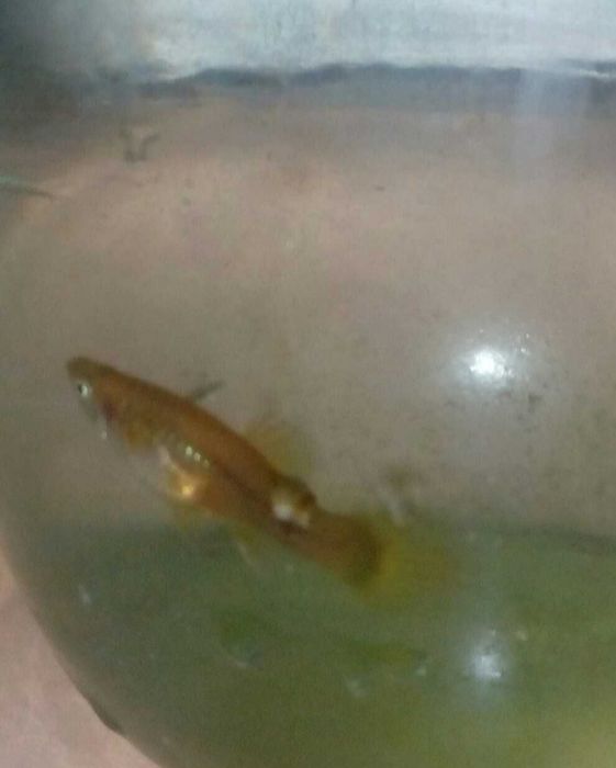 Гуппи ,аквариумные рыбки