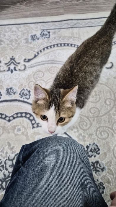 Отдам котенка в добрые руки