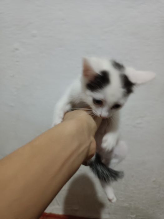 4 кошки возраст 2 месяца