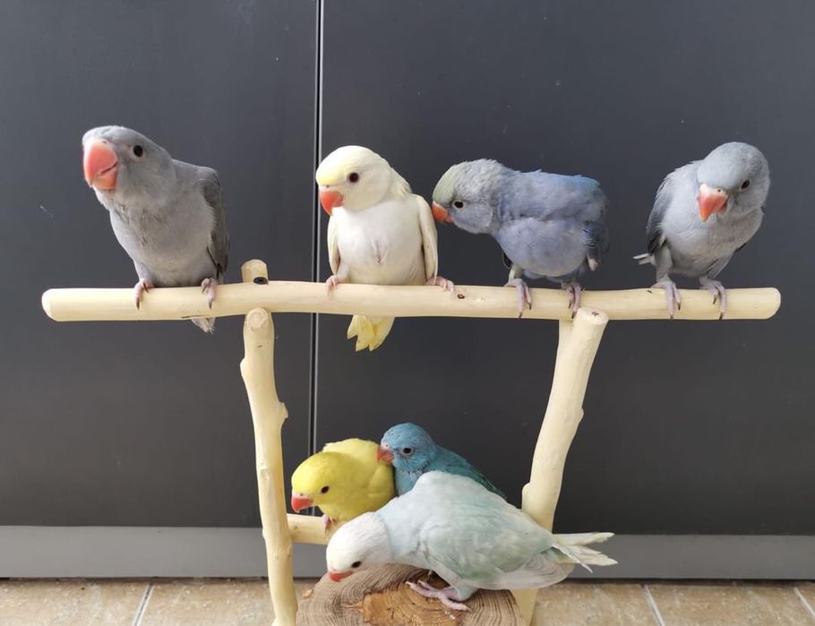 Micul Alexander puiuti blanzi crescuti la mana Alexandru