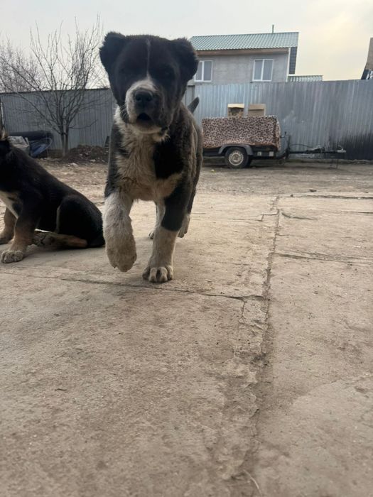 Продам щенка алабай