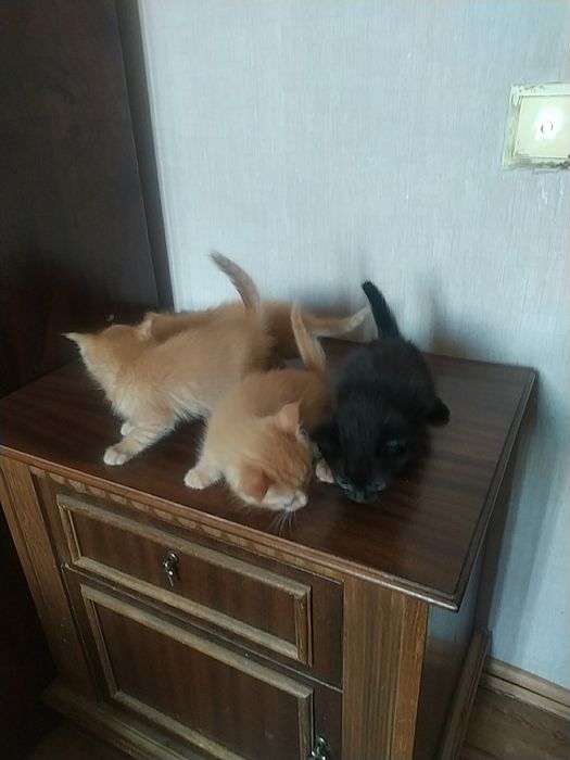 Отдам котят в хорошие руки