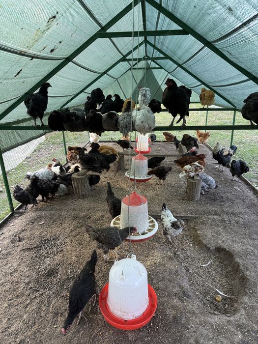 Вольер универсальный, клетка, курятник