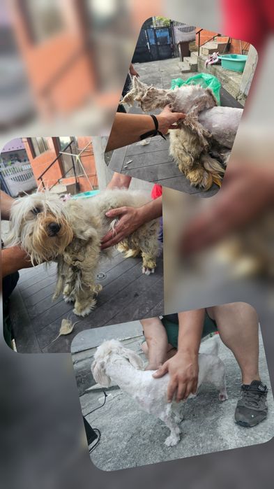 Tuns câini la domiciliu