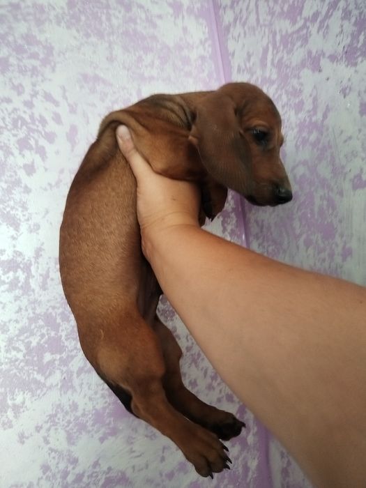Чистокровные таксы