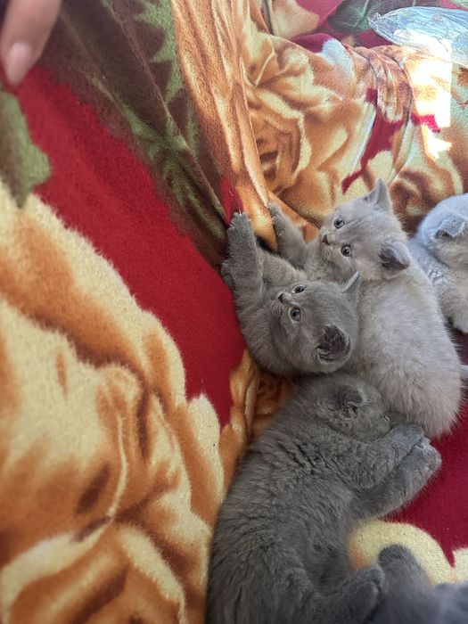 Котята: скоттиш-фолд и скоттиш-страйт