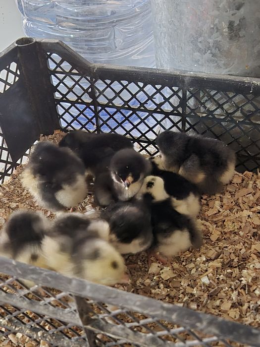 Яйца и цыплята брамы чёрный алмаз