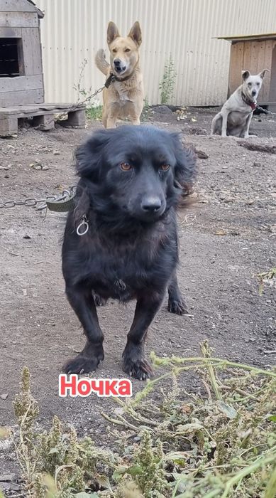 Дарю в добрые и ответственные руки