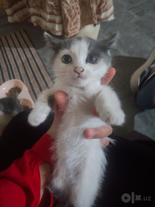 Котята в добрые и заботливые руки