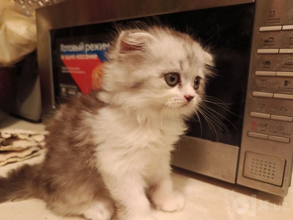 Вислоухий котенок