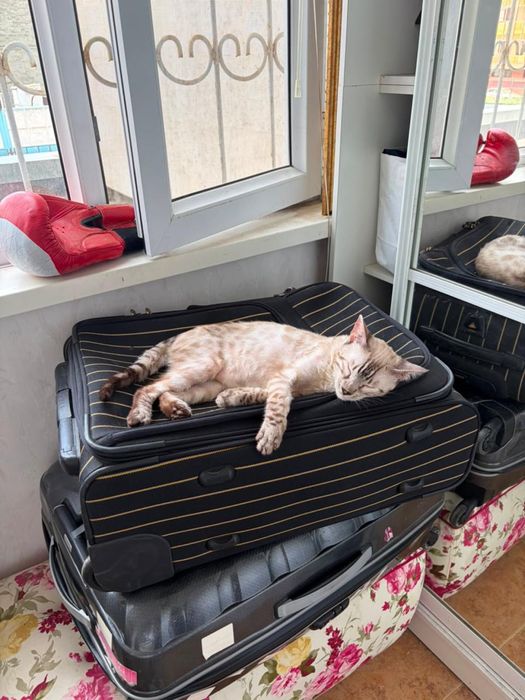 Продам бенгальского котенка 6 месяцев