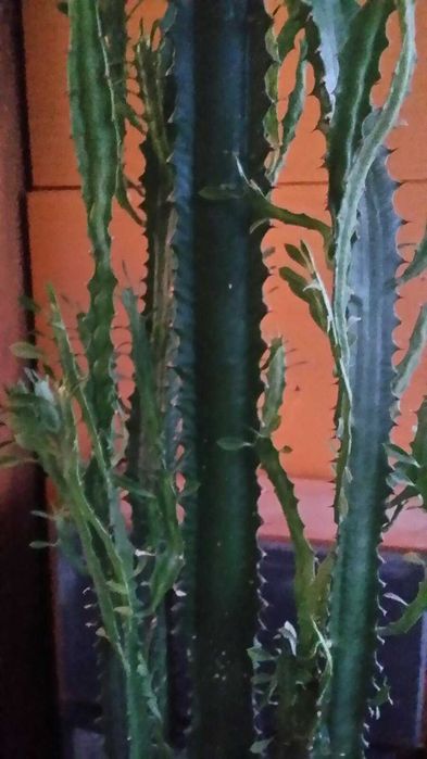 Кактус в саксия - 2.30м висок