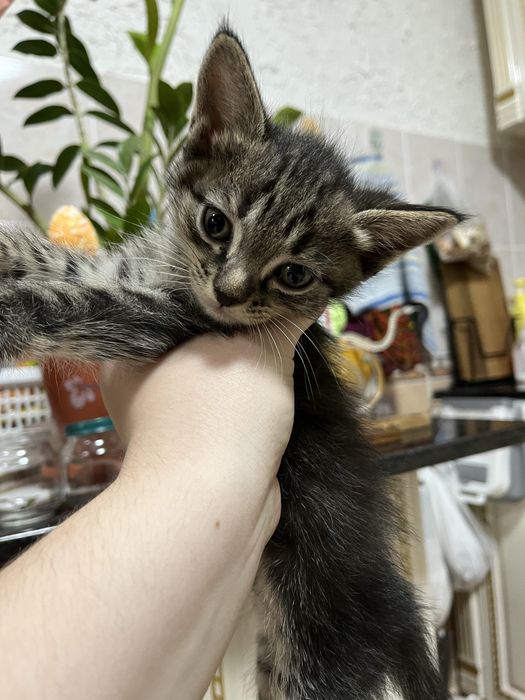 Отдам котят  в хорошие  руки
