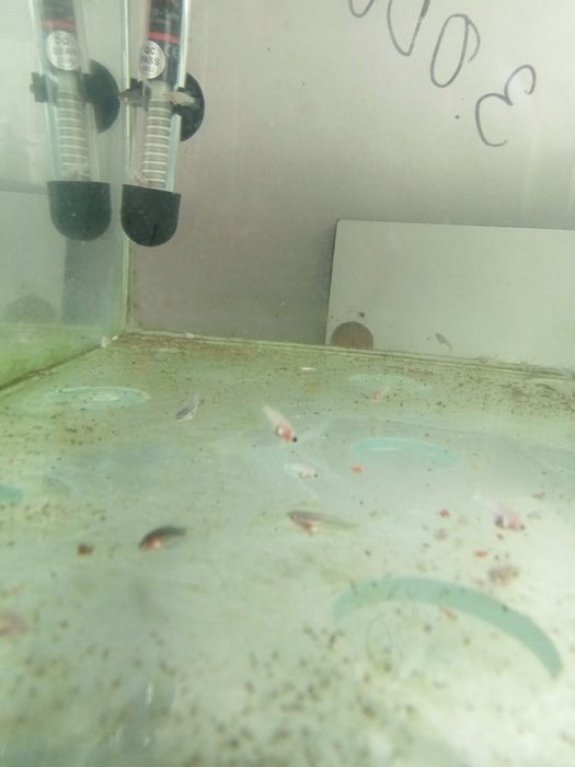 Продам петушков разных рыб