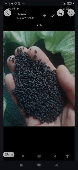 Пиёз уруґи сотилади.Орландо сорти Янги уруґ тозаланган.