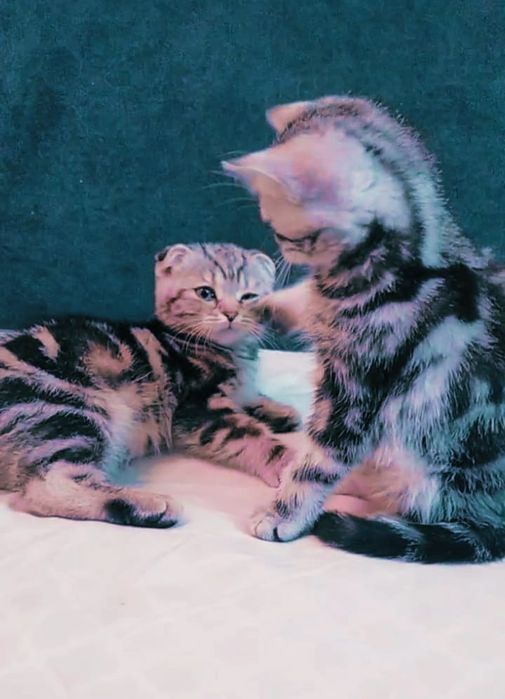 Котенок Скоттиш-фолд