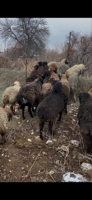 Откормда турган 30 бас кошкар сатылады