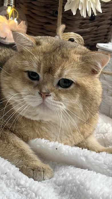 Вязка чистокровный британец