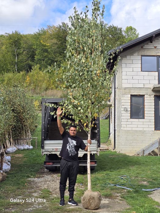 Mesteacăn ornamental