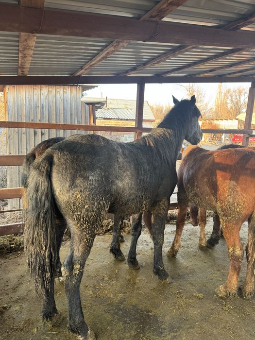 Семіз құнпндар сатылады