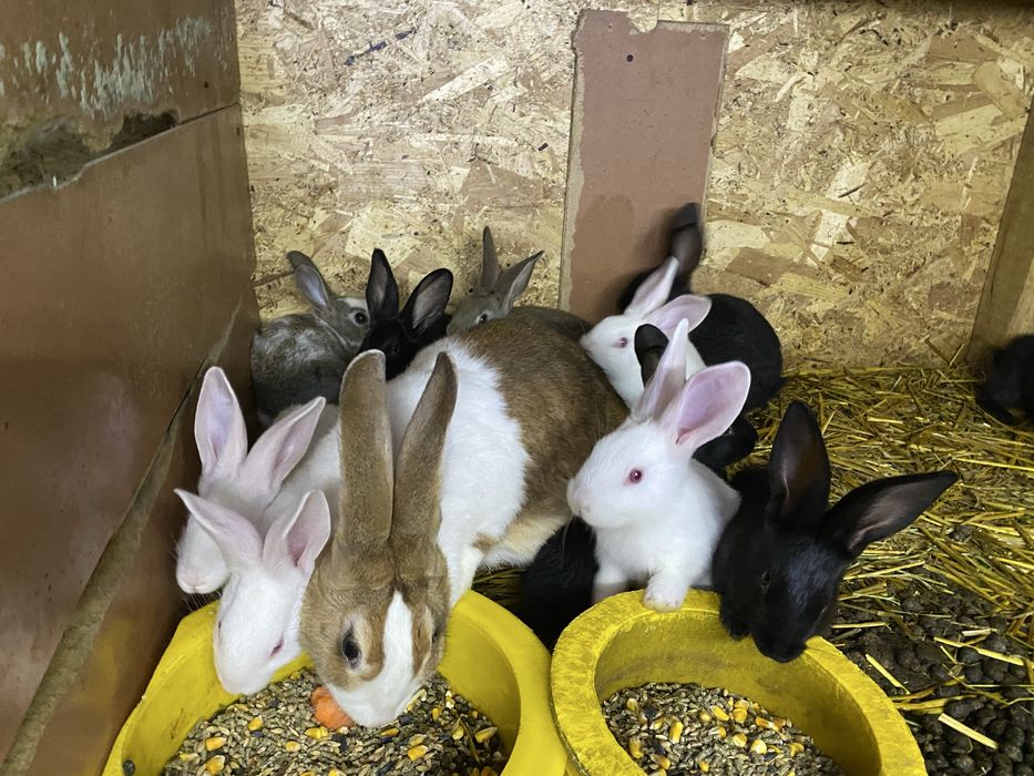 Vand pui de hycole francez 1,5luni