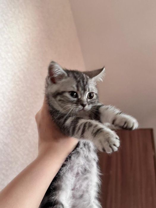 Котенок шотландский