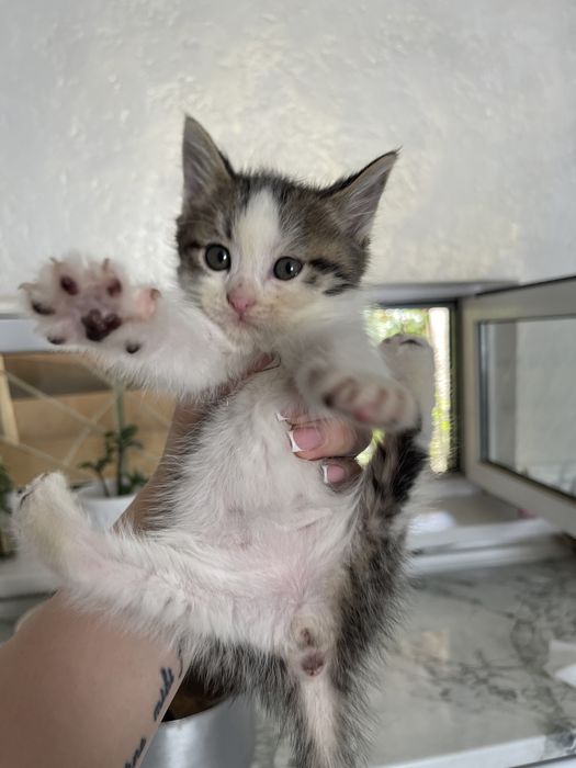 Котята сиамские смешанные