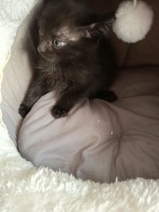Отдам красивых  котят!!!