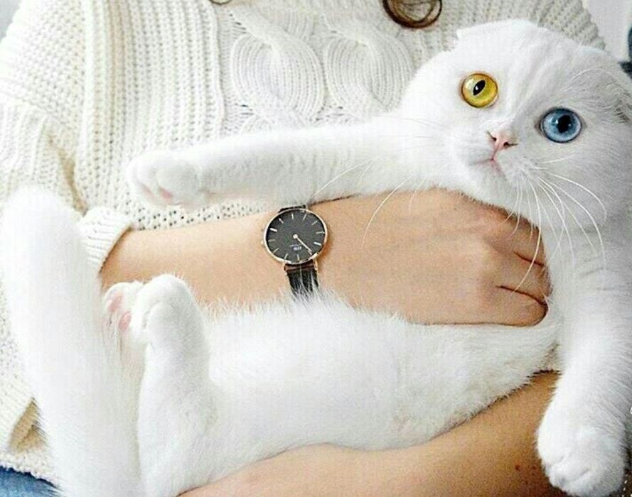 Шотландские котята с разными глазами .